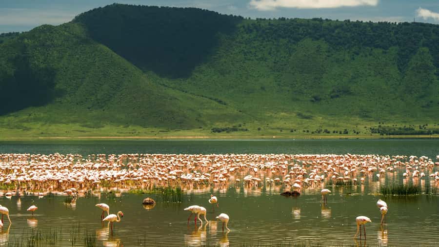 Zanzibar: 3-Day Northern Safari with Flights Included - Day 2: A full game drive in Ngorongoro Crater