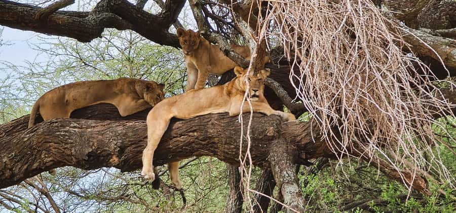 Zanzibar: 3-Day Northern Safari with Flights Included - Day 1: Tarangire’s elephants and baobabs