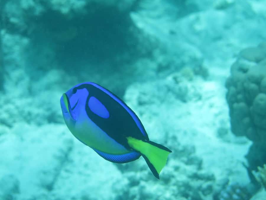 Zanzibar : 3-Day PADI Open Water Scuba Diving Adventure - Key points to know before booking