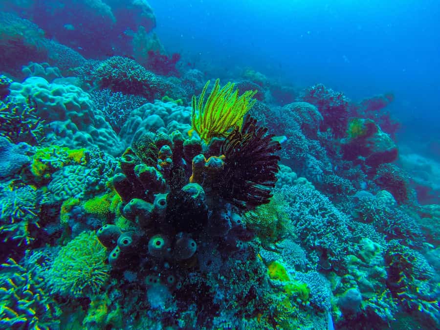 Zanzibar : 3-Day PADI Open Water Scuba Diving Adventure - Who should book this course