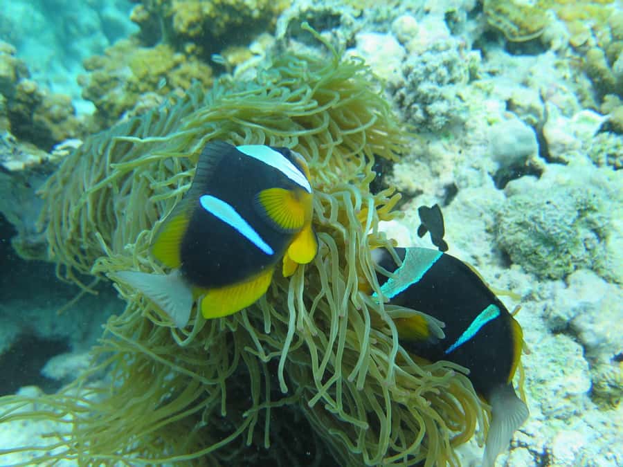 Zanzibar : 3-Day PADI Open Water Scuba Diving Adventure - Meeting point, pickup, and small practical matters