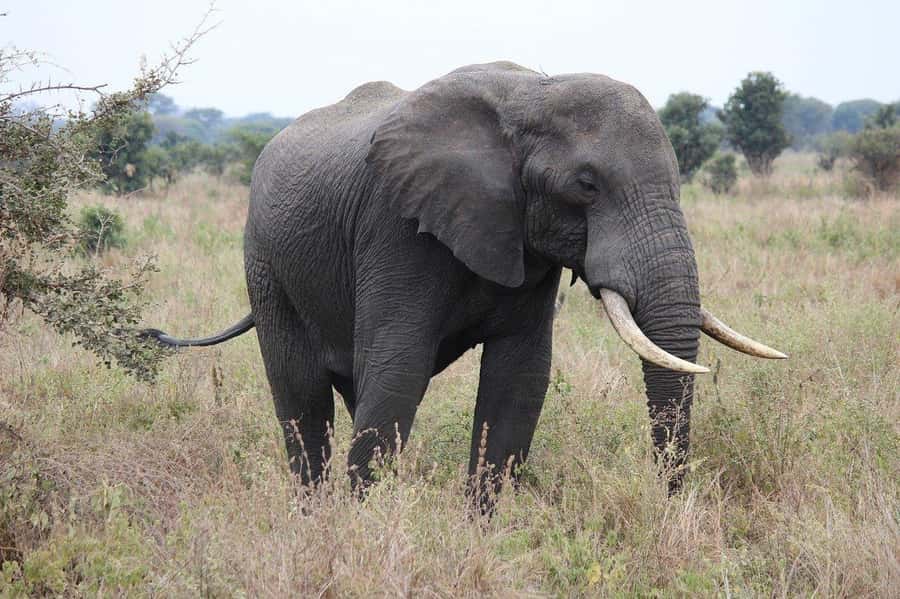 Zanzibar: 3 Days to Mikumi and Chizua Waterfalls - From Zanzibar beaches to Mikumi plains