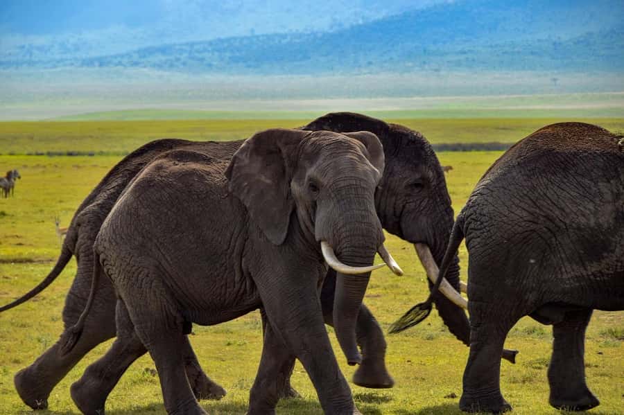 Zanzibar: 3 Days to Mikumi and Chizua Waterfalls - The early drive and the search for lions