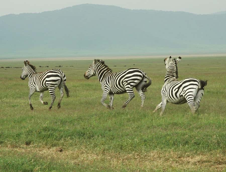 Zanzibar: 3 Days to Mikumi and Chizua Waterfalls - Should you book the Mikumi and Chizua trip?
