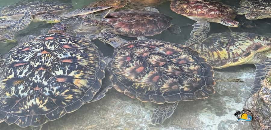 Zanzibar: Baraka Aquarium Feed, Swim & Snorkel with Turtles - Meeting the turtles at Baraka Natural Aquarium