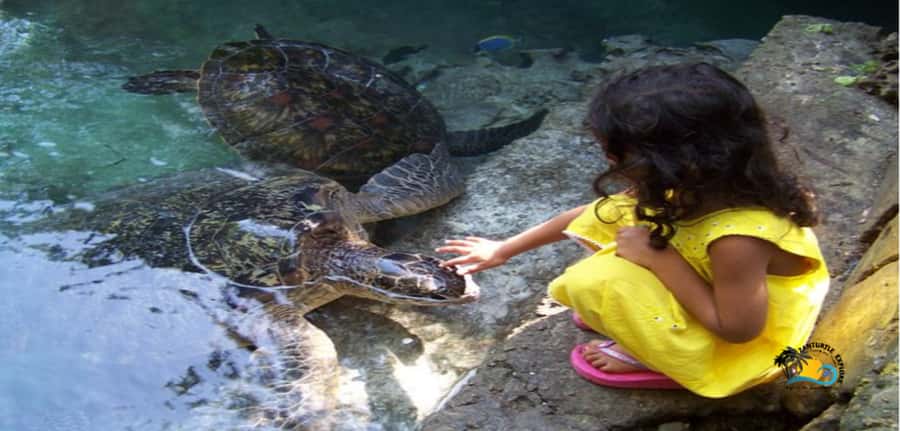 Zanzibar: Baraka Aquarium Feed, Swim & Snorkel with Turtles - Swimming, snorkeling, and the shape of the pool