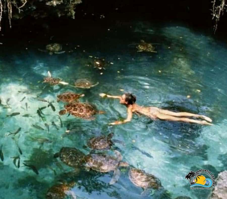 Zanzibar: Baraka Aquarium Feed, Swim & Snorkel with Turtles - What the two-hour schedule really means