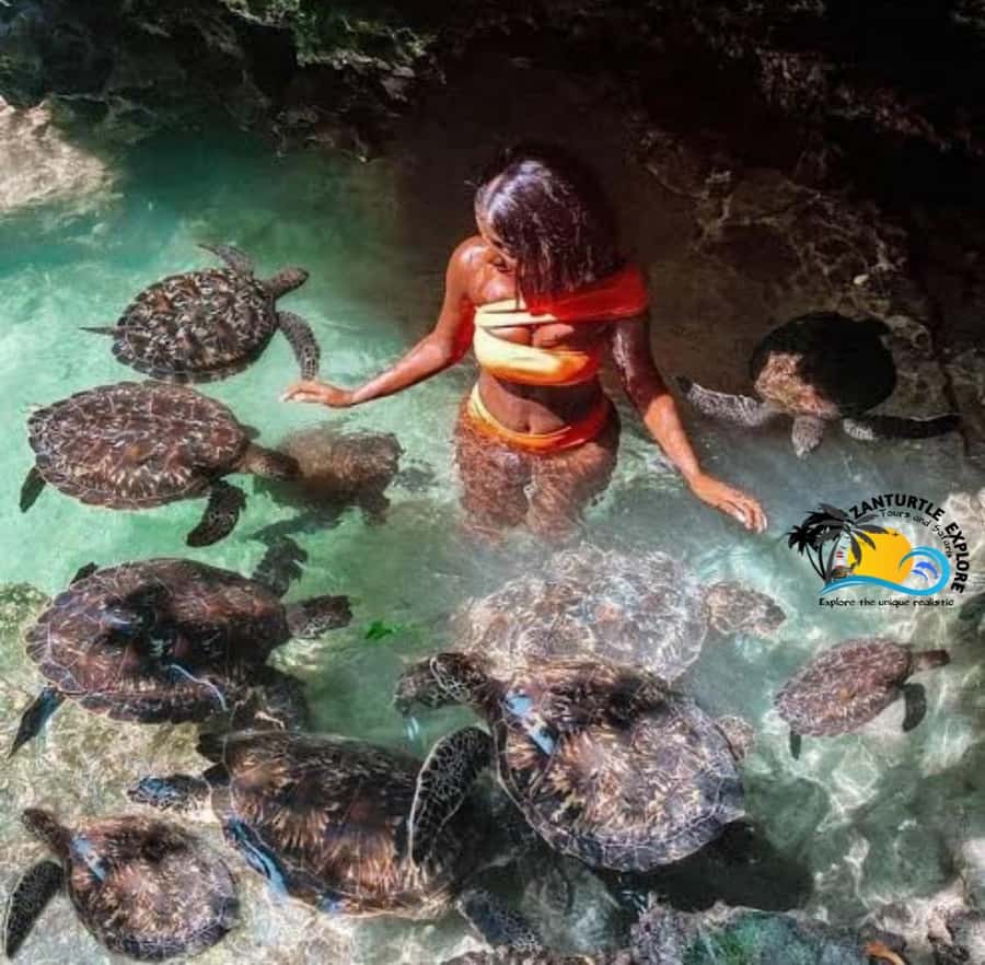 Zanzibar: Baraka Aquarium Feed, Swim & Snorkel with Turtles - What to bring and how to prepare