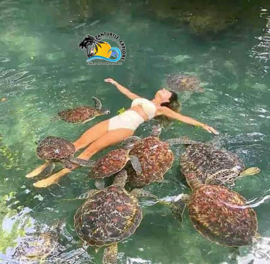 Zanzibar: Baraka Aquarium Feed, Swim & Snorkel with Turtles - Should you book the Baraka turtle experience?