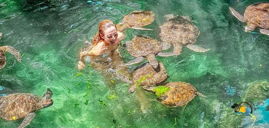 Zanzibar: Baraka Aquarium Feed, Swim & Snorkel with Turtles - Feeding the turtles without losing a finger