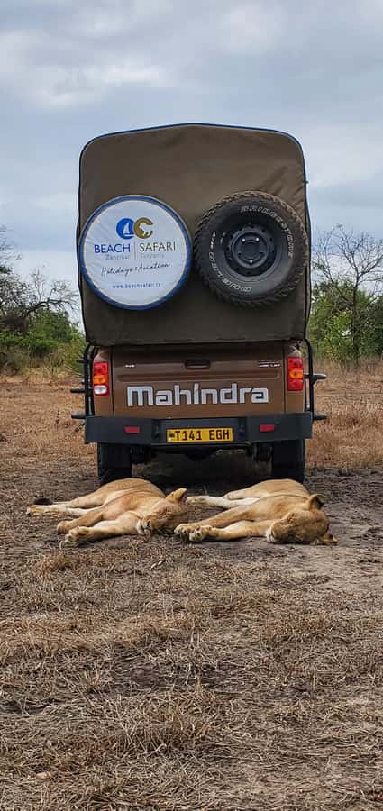 Zanzibar: Best Selous Day Safari with Flights & Lunch - Key points at a glance