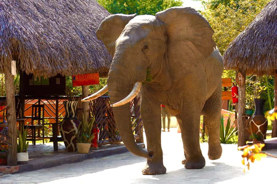 Zanzibar: Best Selous Day Safari with Flights & Lunch - Is $540 a fair price?