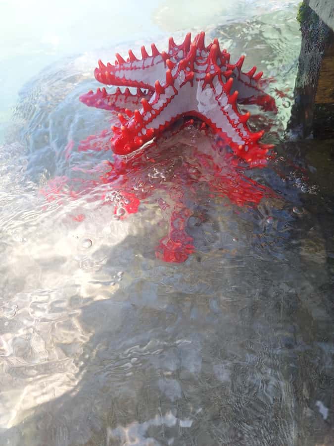 Zanzibar: Blue lagoon & Starfish - From Your Hotel to Michamvi Village