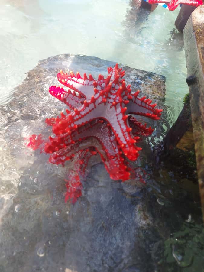 Zanzibar: Blue lagoon & Starfish - Meeting the Starfish at Low Tide
