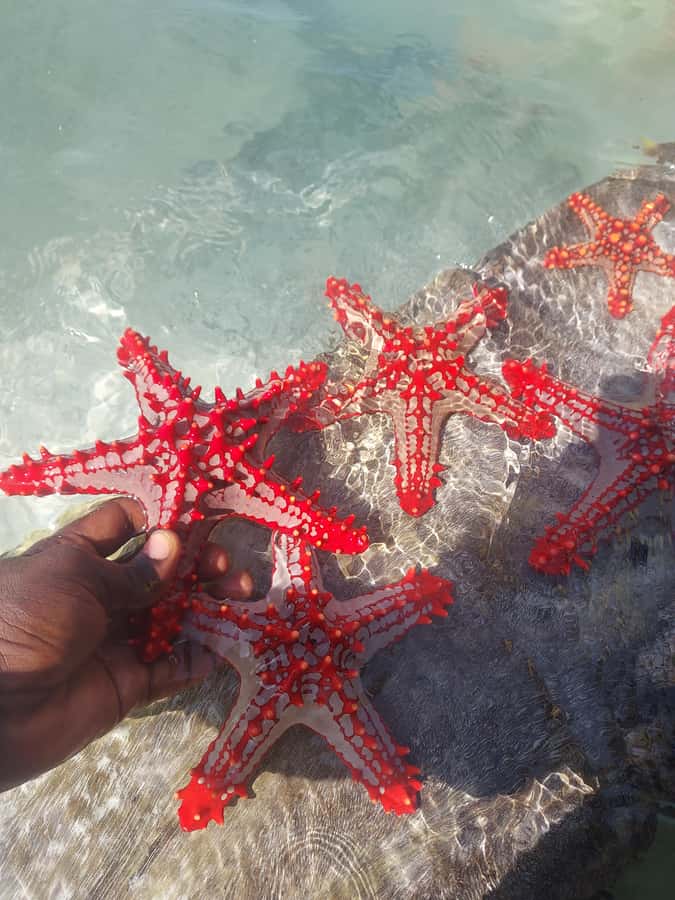 Zanzibar: Blue lagoon & Starfish - Should You Book the Blue Lagoon Tour?