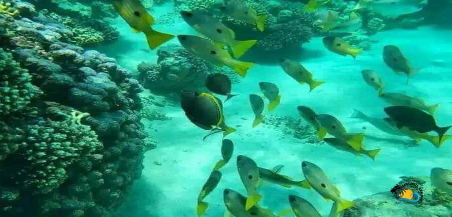 Zanzibar: Blue Lagoon, Starfish and Jozani Forest Tour - Key points to know before booking