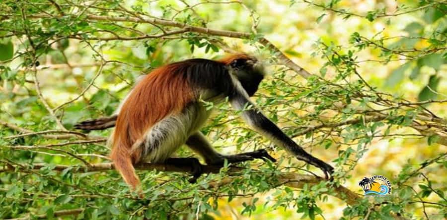 Zanzibar: Blue Lagoon, Starfish and Jozani Forest Tour - Jozani Forest and the Red Colobus monkey