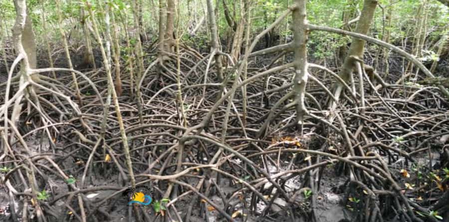 Zanzibar: Blue Lagoon, Starfish and Jozani Forest Tour - Guides, languages, and the private-group setup