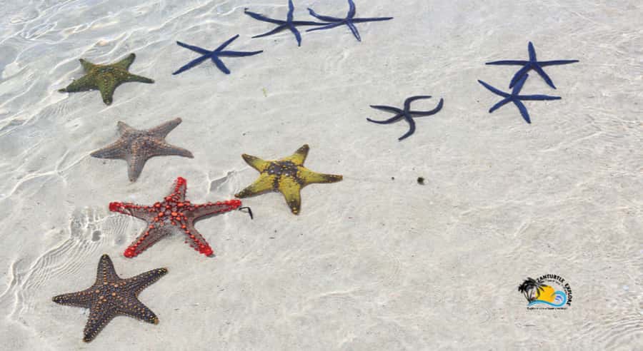 Zanzibar: Blue Lagoon, Starfish and Jozani Forest Tour - Packing for water, sun, and forest trails