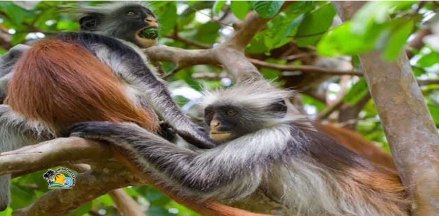 Zanzibar: Blue Lagoon, Starfish and Jozani Forest Tour - Who will enjoy this tour most