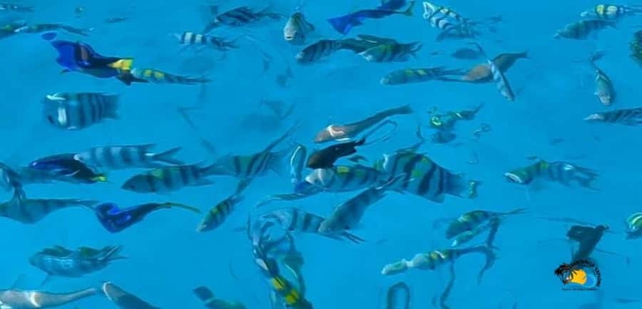 Zanzibar: Blue Lagoon, Starfish and Jozani Forest Tour - The boat ride to Blue Lagoon