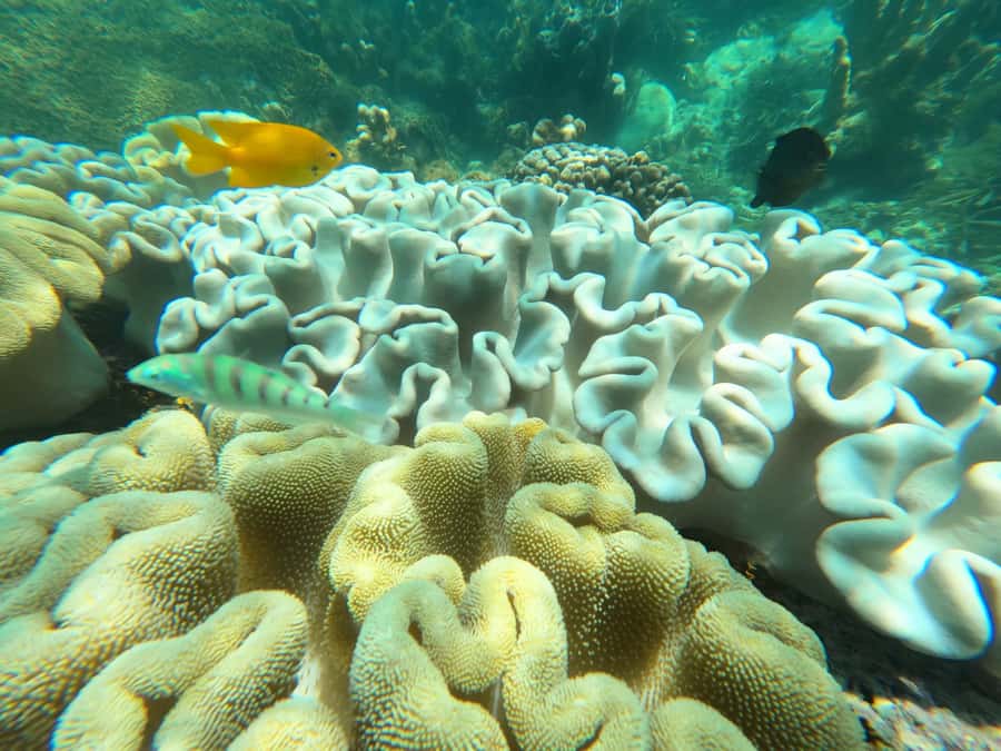 Zanzibar: Blue lagoon, Starfish, Paje Beach and Maalum Cave - Maalum Cave, the day’s unusual finish