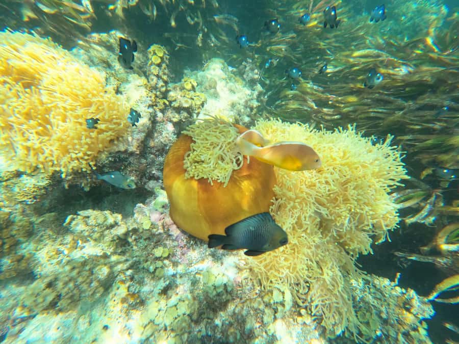 Zanzibar: Blue lagoon, Starfish, Paje Beach and Maalum Cave - Photographing The Rock Restaurant