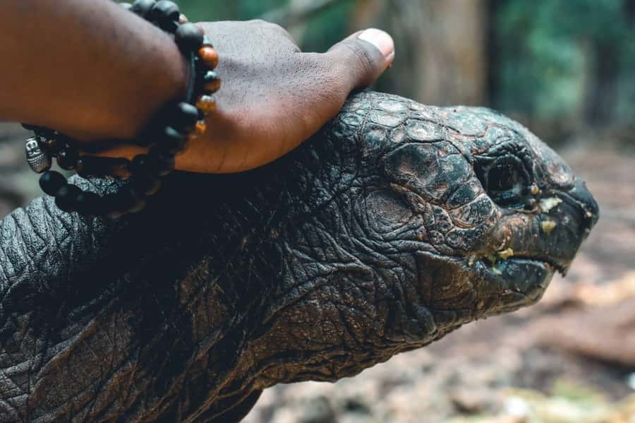 Zanzibar: Combo Zanzi Prison & Nakopenda Island & Stone town - Three Zanzibar experiences in one long day