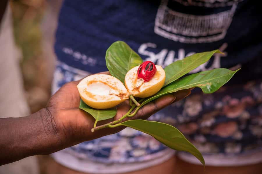 Zanzibar: Day Jozani Forest,Spice Farm,Nature and Savor Tour - Should you book the Jozani Forest and Spice Farm Tour?