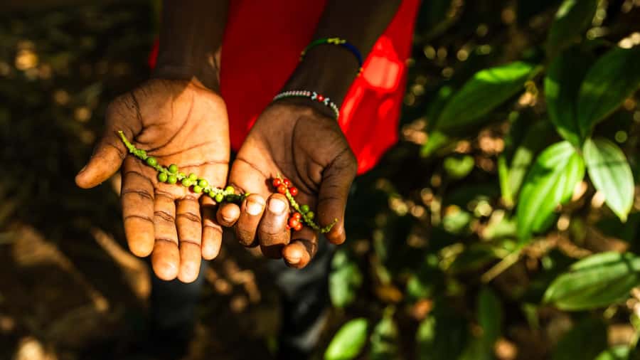 Zanzibar: Day Jozani Forest,Spice Farm,Nature and Savor Tour - Look for more than monkeys on the forest walk