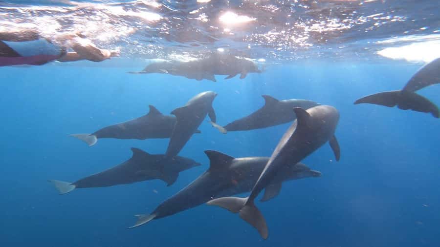 Zanzibar dolphins+ snokling at mnemba with turles swimming - Getting to the Water From Your Zanzibar Hotel