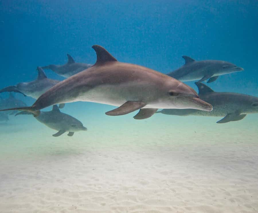 Zanzibar dolphins+ snokling at mnemba with turles swimming - Mnemba Island: Photo Stop, Swimming, and Reef Time