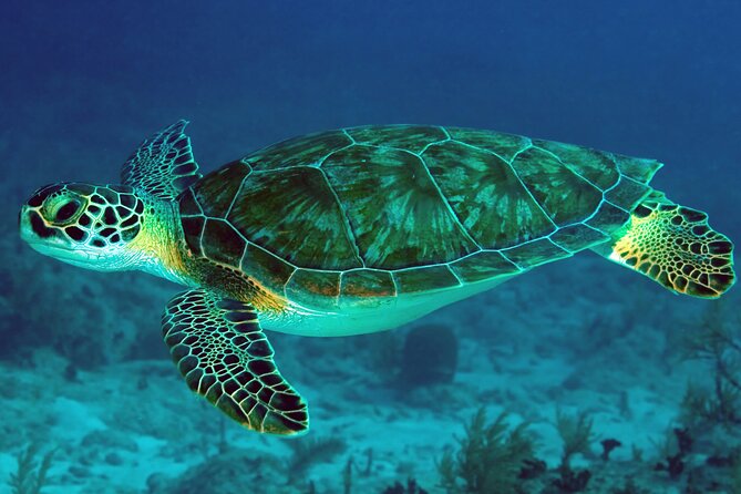 Zanzibar Excursions - Who will enjoy this Zanzibar program?