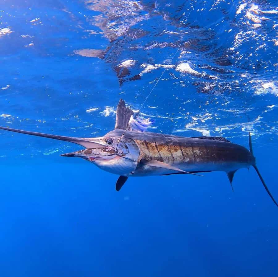 ZANZIBAR FISHING EXPRIENCE - What the 4 to 6 hours actually includes