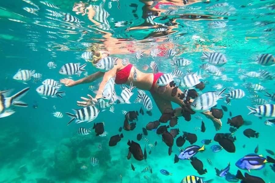 Zanzibar: Full-Day Conservation Safari with BBQ Lunch - Key points to know before booking