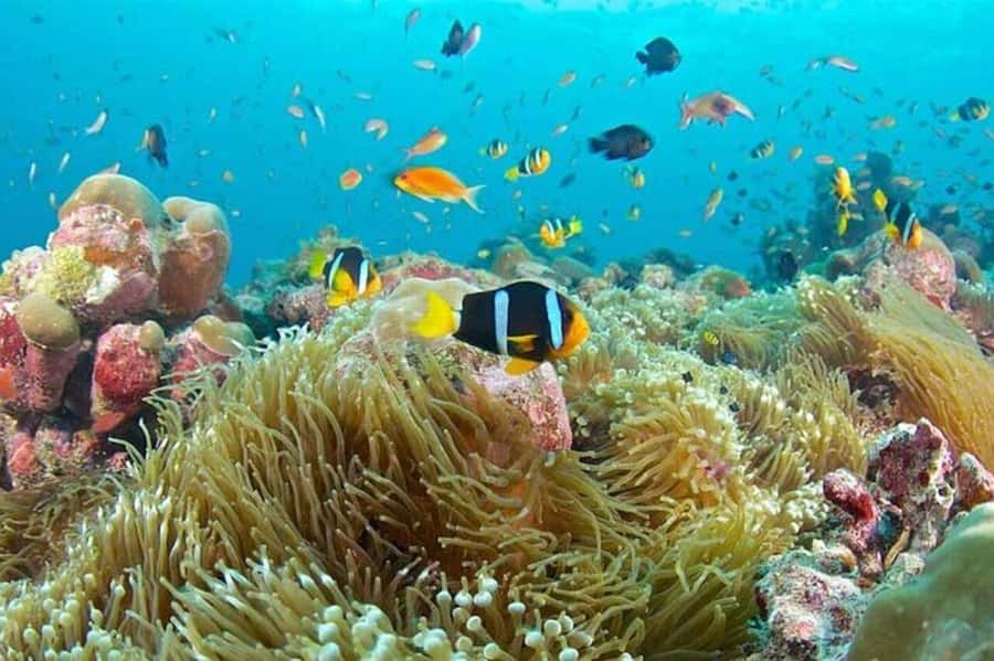 Zanzibar: Full-Day Conservation Safari with BBQ Lunch - Two reefs and a morning in the water
