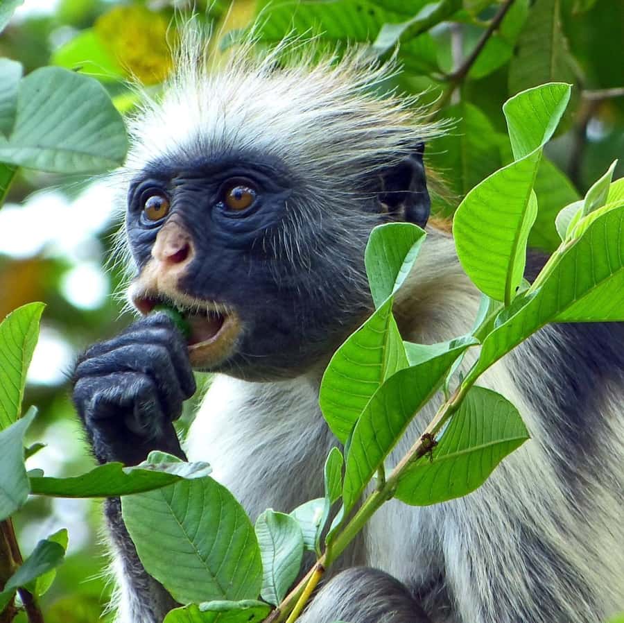 Zanzibar full day Jozani forest + Spice farm and stone town - Why this Zanzibar day makes sense