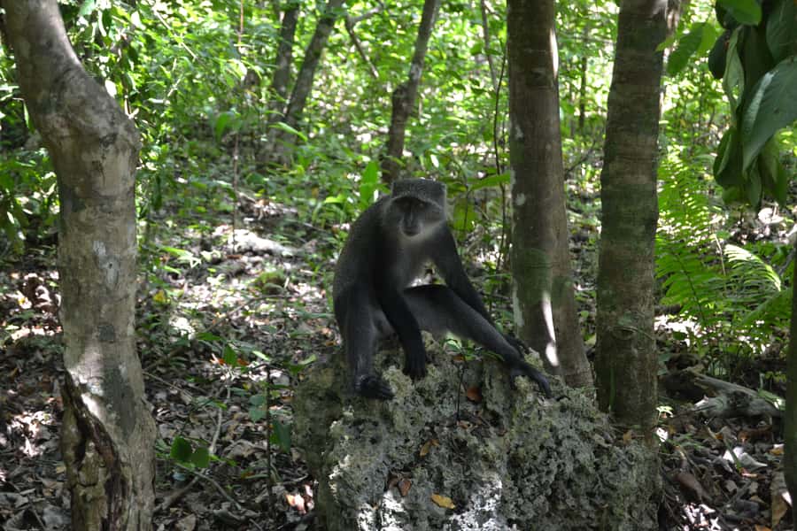 Zanzibar full day Jozani forest + Spice farm and stone town - The mangrove bridge and a quieter pause