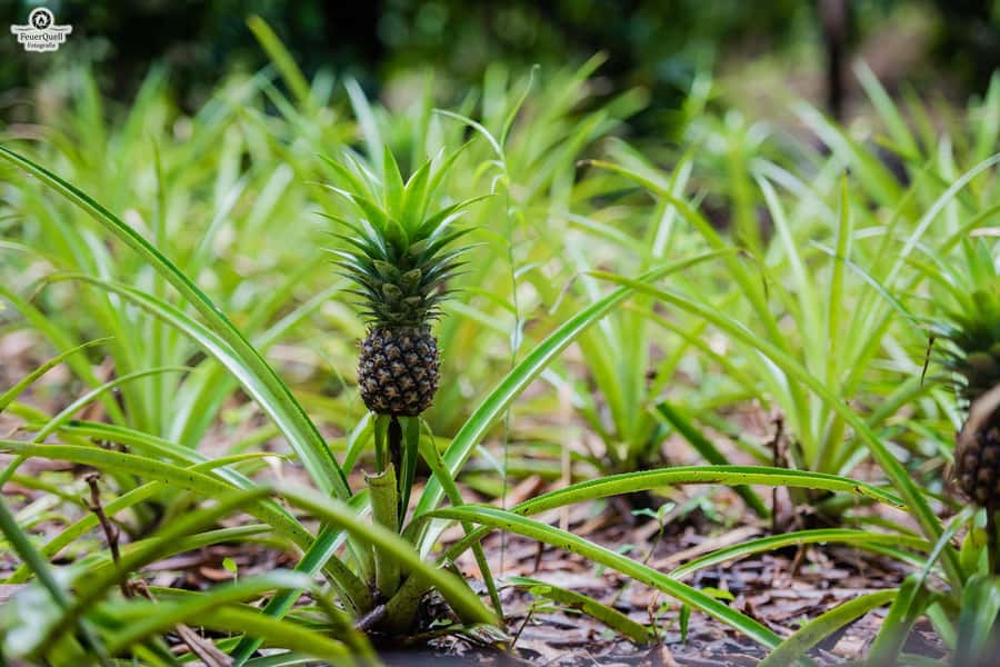 Zanzibar: Half-Day Prison Island, Tortoises and Spices Tour - The spice farm and the shopping question