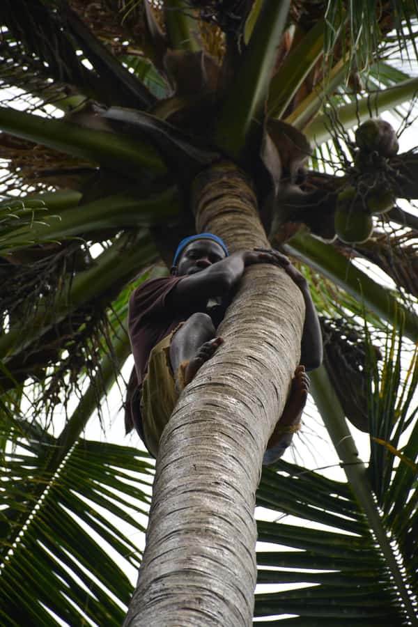 Zanzibar: Half-Day Prison Island, Tortoises and Spices Tour - Who should choose this tour