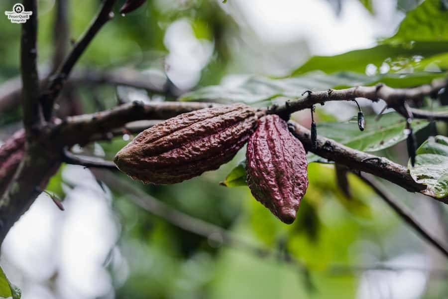 Zanzibar: Half-Day Spice Farm Tour,the flavours of Zanzibar - Crowns, flowers, and the playful side of the visit