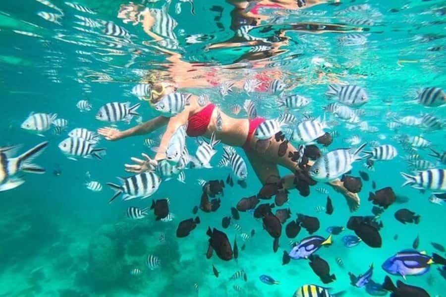 Zanzibar Half Day Trip in Mnemba Island - What Mnemba Island really offers