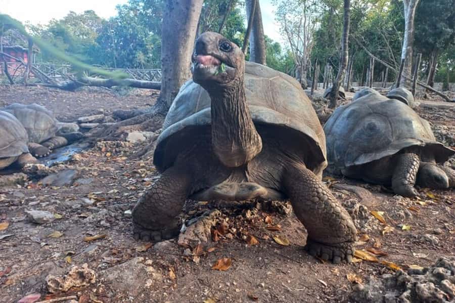 Zanzibar: Half Day Trip on Nakupenda with Prison Island - Meeting the giant tortoises from the Seychelles