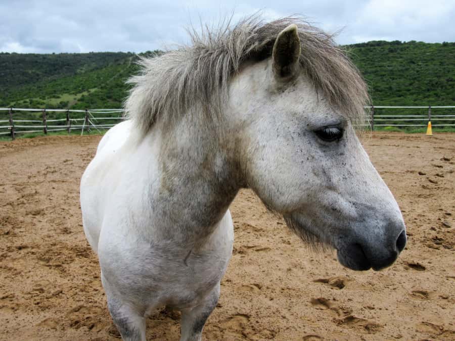 Zanzibar: Horseback Riding and Turtle Aquarium Visit - What the horse swim feels like for a first-time rider