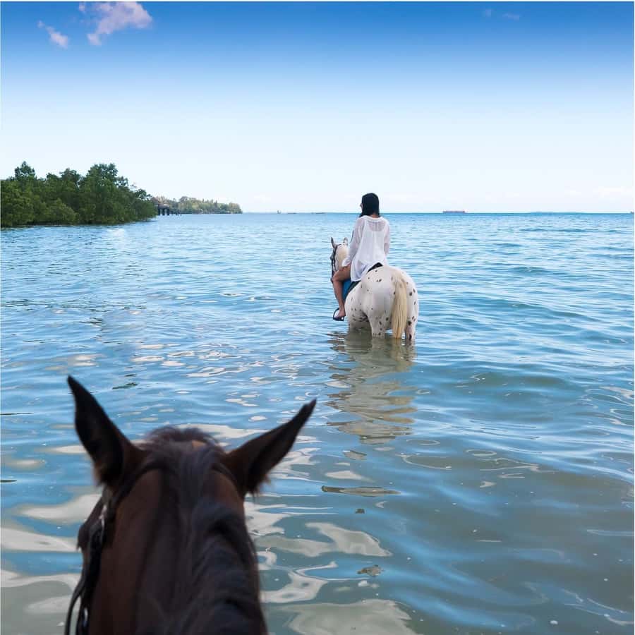 Zanzibar: Horseback Riding and Turtle Swimming Tour - Baraka Natural Turtle Aquarium and the saltwater lagoon