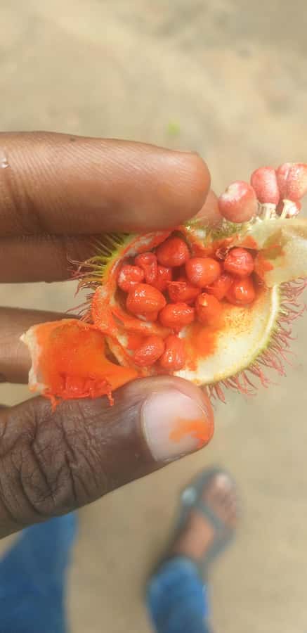 Zanzibar: Jozani Chwaka Bay National Park and Spice Farm … - The spice farm turns Zanzibar into a classroom