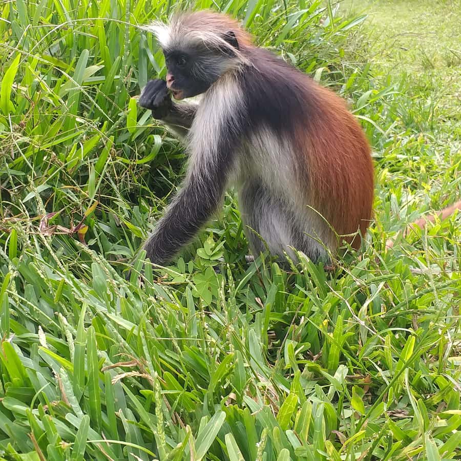 Zanzibar: Jozani Chwaka Bay National Park and Spice Farm … - Walking through Jozani Chwaka Bay National Park