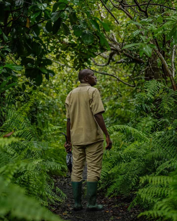 ZANZIBAR; JOZANI FOREST - Why Jozani Forest Is Worth Your Morning