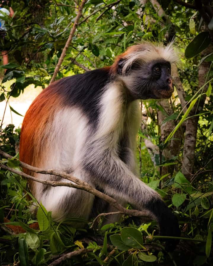 ZANZIBAR; JOZANI FOREST - Walking Beneath Jozani’s Mahogany Trees