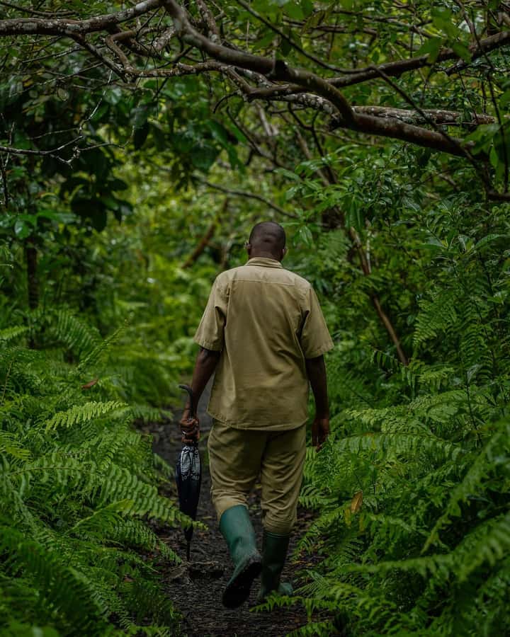 ZANZIBAR; JOZANI FOREST - The Medicine Jungle and Local Plant Knowledge